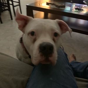 Meet your Posher, Leonardo